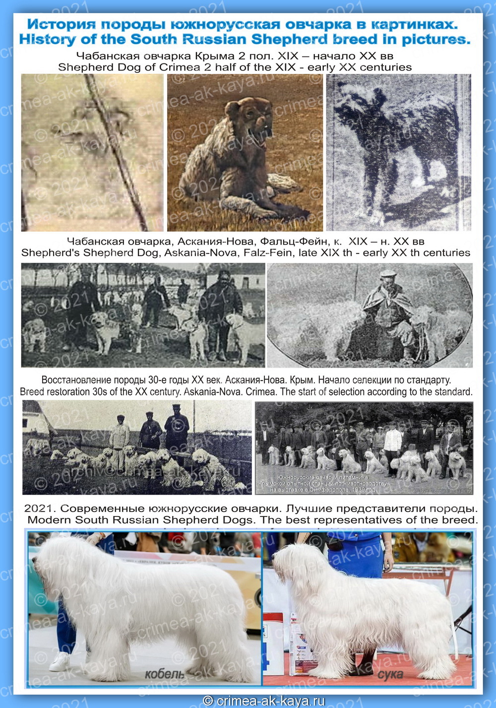 История породы южнорусская овчарка в картинках
