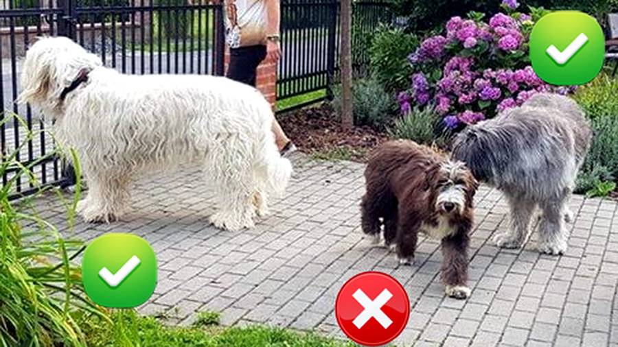 Этот же щенок шоколадного бракованного окраса на фоне двух собак стандартного окраса – белого и серого.